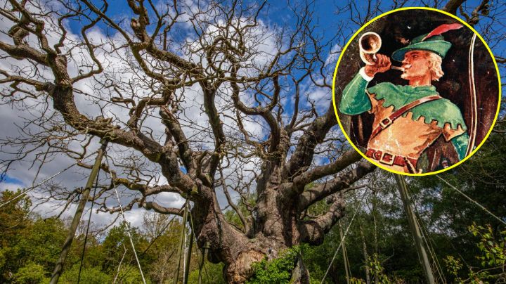 Muere el legendario árbol donde se refugiaba Robin Hood