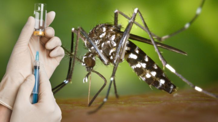 México trabaja en 2 vacunas contra el dengue; una de ellas ya está aprobada por Cofepris