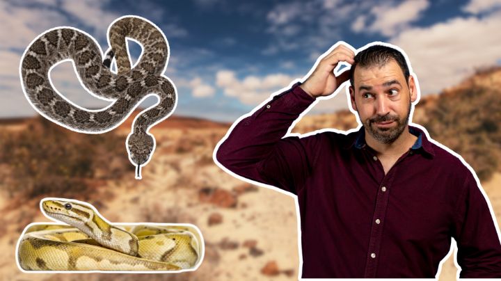 ¿No sabes si es una víbora de cascabel? Así puedes diferenciarla de otros reptiles
