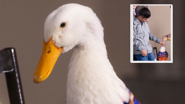 IMPI aclara polémica: familia conserva derechos del 'Pato Merlín'