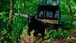 Liberan a osa negra tras superar infección por gusano barrenador