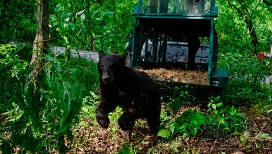 Liberan a osa negra tras superar infección por gusano barrenador