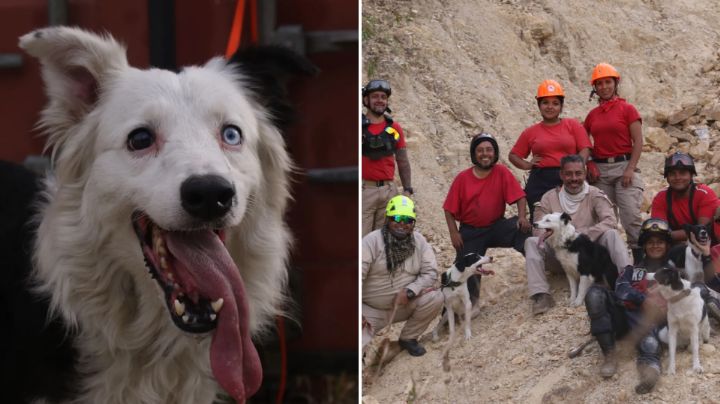¿Quién es Tsunami? El perro rescatista que ayuda tras los terremotos en Venezuela