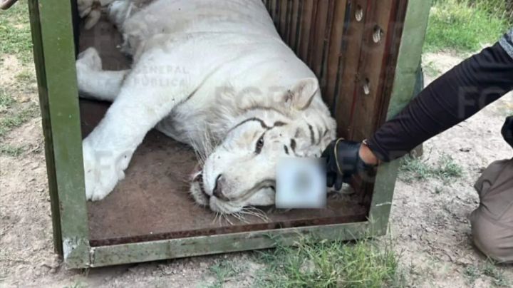 Asegura FGR tigres de bengala, un ocelote y 32 equinos en cateo en Durango