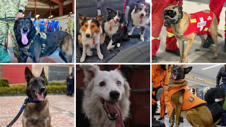 Los perros héroes que ayudan a salvar vidas en Venezuela