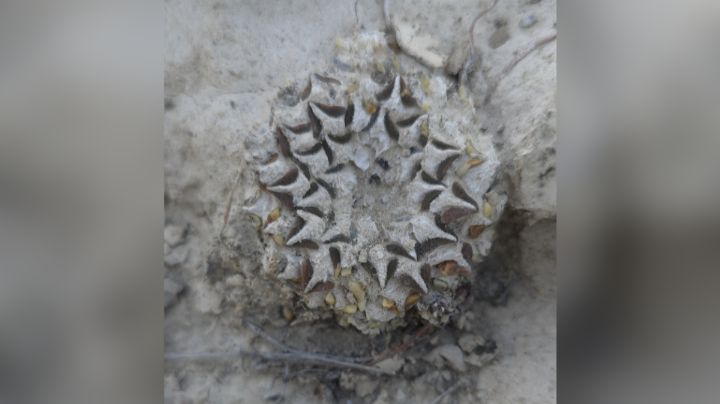 Joven viaja de Italia a Nuevo León y encuentra raro cactus en el desierto