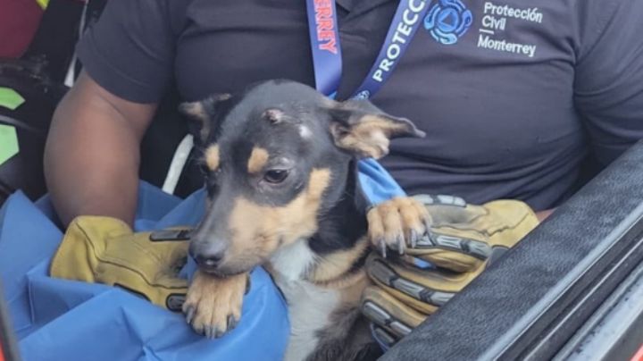 Rescatan a perrito herido sobre la avenida Morones Prieto, en Monterrey