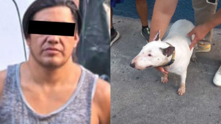 Perritos son abandonados por su dueño al interior de un auto en CDMX; uno muere por golpe de calor