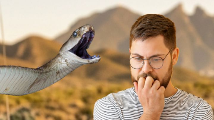 ¿Cómo saber si una serpiente de NL es venenosa? Estas son las señales