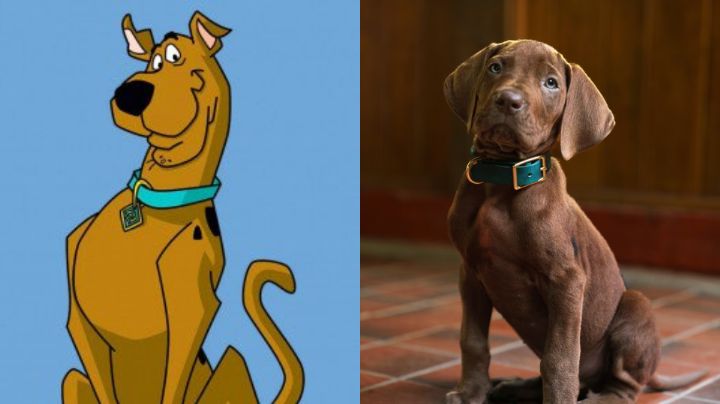 Netflix presenta el primer vistazo de Scooby-Doo en su nueva serie live-action