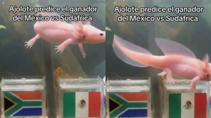 Video viral: Ajolote predice quién ganará el partido inaugural del Mundial 2026