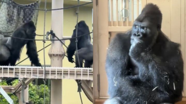 Captan la reacción reflexiva de un gorila tras pelear con su pareja; conmueve en redes