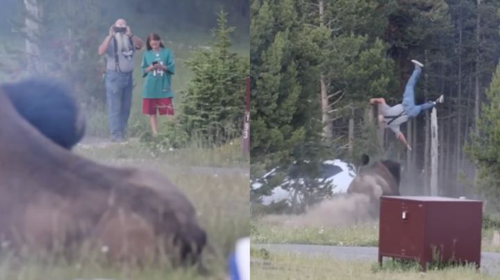 VIDEO: Turista intenta tomarle foto a bisonte y termina embestido, en EU