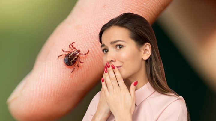 ¿Cómo saber si te picó una garrapata en NL? Estos son los síntomas que no debes ignorar