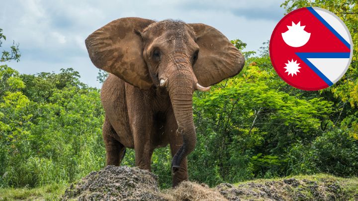 Elefante mata a los padres de un hombre y 14 años después ataca a su nuera y nieto en Nepal
