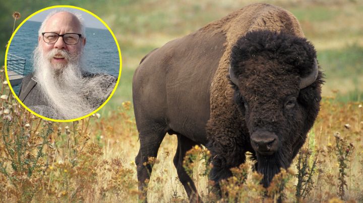 ¿Qué pasará con el bisonte que atacó a dos turistas en Yellowstone?