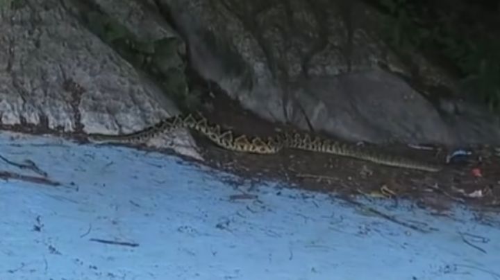 Senderistas avistan víbora de cascabel en el teleférico del Cerro de la Silla