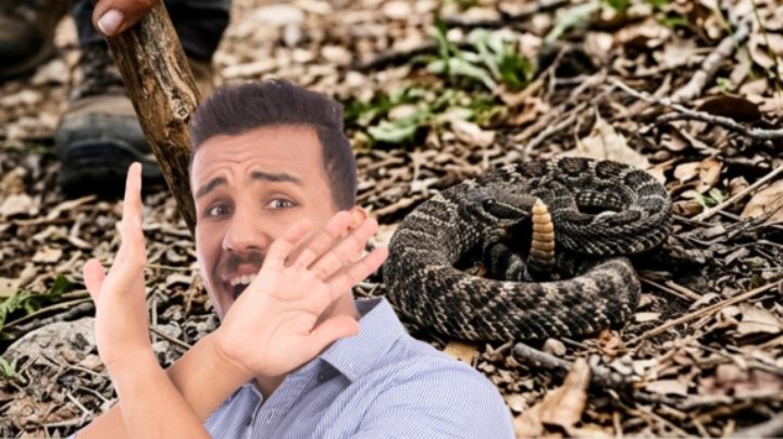 Día mundial de la serpiente: ¿Qué hacer si encuentras una víbora de cascabel en un sendero de NL?