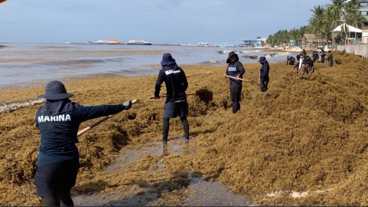 Sargazo en Quintana Roo es 'gravísimo', afirma Medio Ambiente
