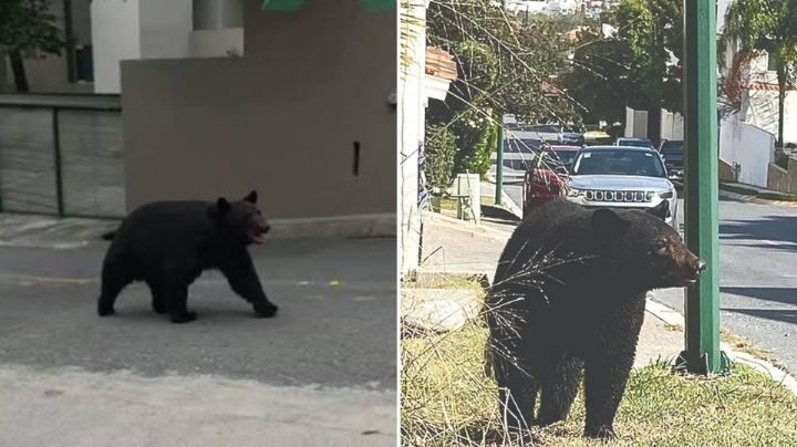 Piden normalizar la presencia de fauna silvestre en NL