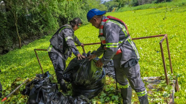 Retiran más de 190 toneladas de lirio acuático en La Presa La Boca