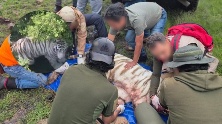 Tigre que escapó en Edomex murió tras ser capturado