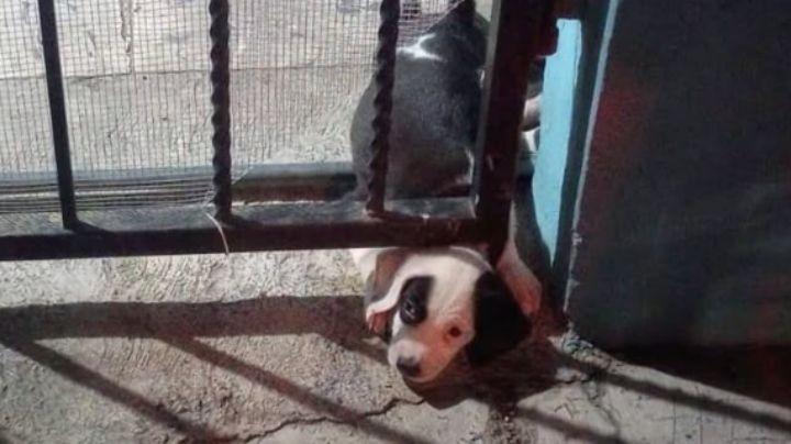 Rescatan a perrita que quedó atrapada en un barandal, en Guadalupe