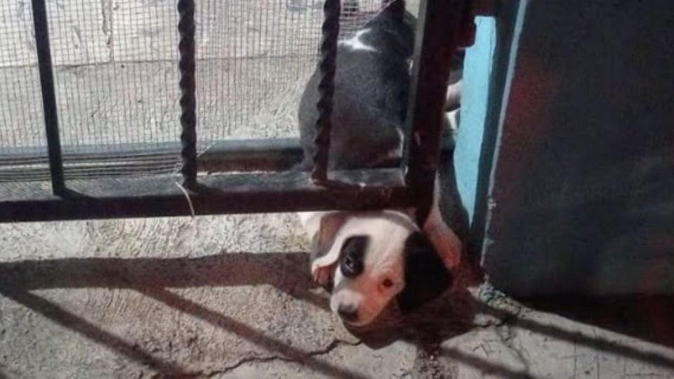 Perrita atrapada en barandal.