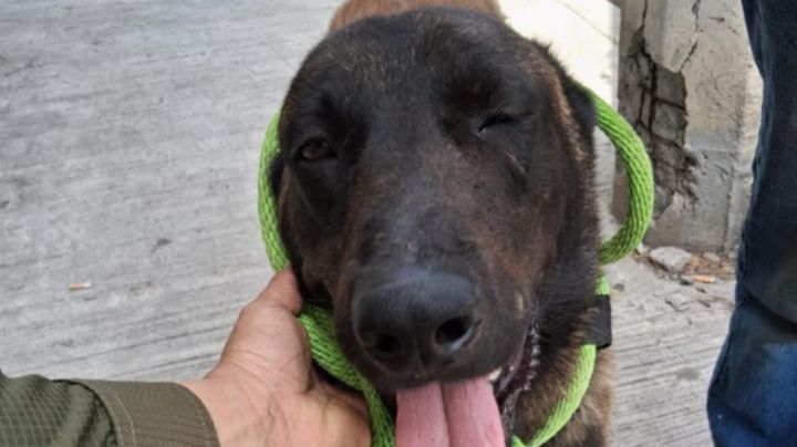 Rescatan a perrito tras sufrir presunto maltrato con machete en Apodaca