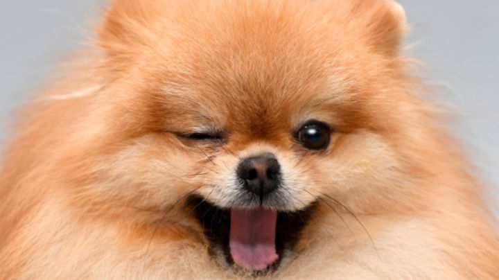 Día Mundial del Perro: Así puedes registrar a tu mascota paso a paso en Nuevo León