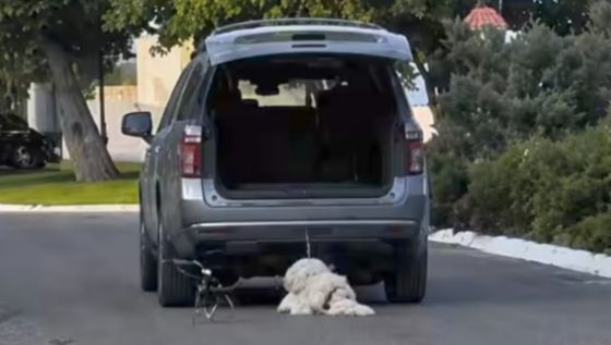 Muere Rocky, el perrito arrastrado en Saltillo: Cronología del caso que indigna a México