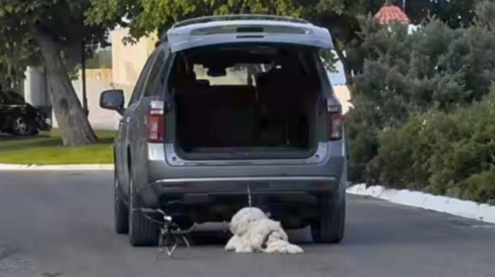 Muere Rocky, el perrito arrastrado en Saltillo: Cronología del caso que indigna a México