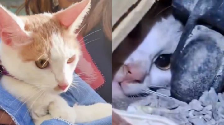 Gatita es rescatada con vida tras estar 23 días bajo los escombros en Venezuela