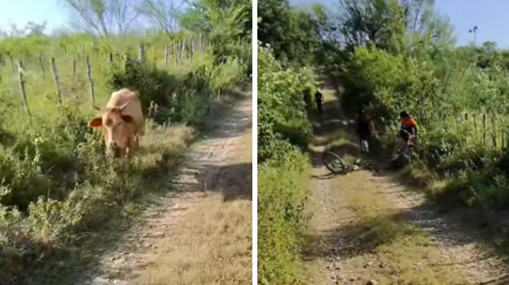 Vaca irrumpe en maratón y tumba a ciclista en Hualahuises