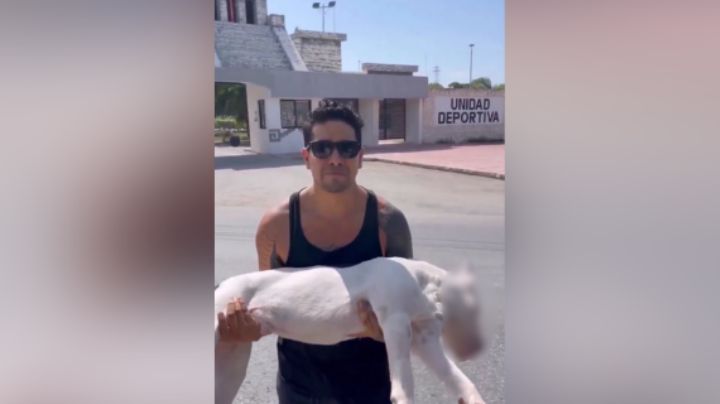 'Me lo envenenaron': Joven exige justicia tras la muerte de su perro en Tulum