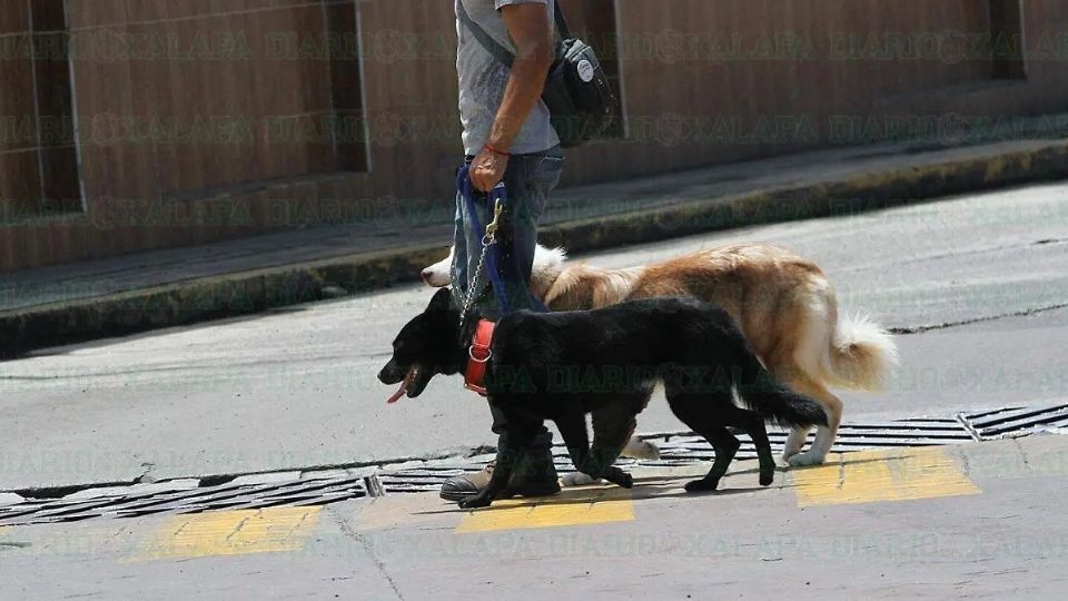 Pasear perros sin correa pone en riesgo a personas y mascotas, advierten expertos