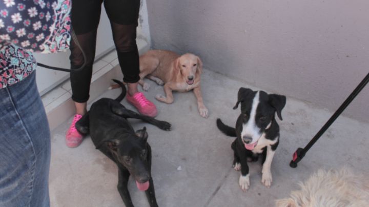 San Pedro podría aplicar multas de hasta 58 mil pesos por mordeduras de perro en parques