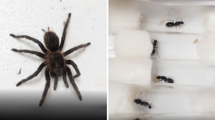 Descubren tarántulas y hormigas vivas que viajaban como 'artesanías' en San Luis Potosí
