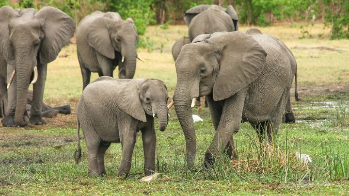 Investigan el envenenamiento con cianuro de 15 elefantes en un parque de Kenia