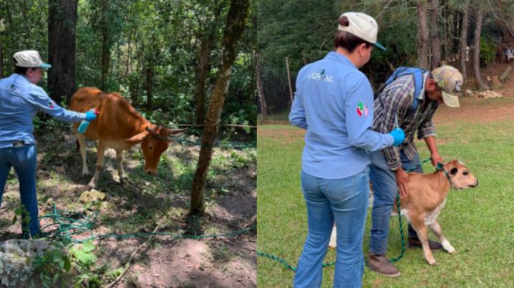 Atienden 19 casos de gusano barrenador en Montemorelos, Nuevo León