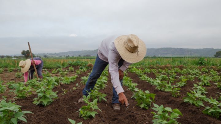 Reconocen rezago entre productores agrícolas en Tamaulipas