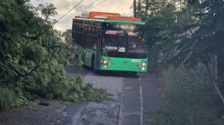 Fuertes vientos dejan ramas y árboles caídos en Monterrey y Área Metropolitana