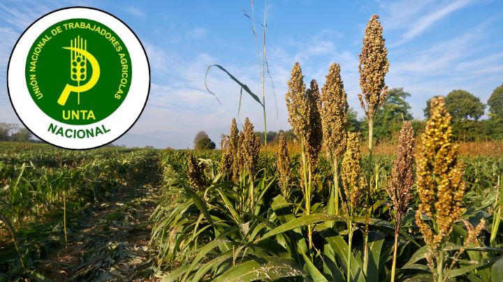 Productores agrícolas alertan crisis en el campo por revisión anual del T-MEC