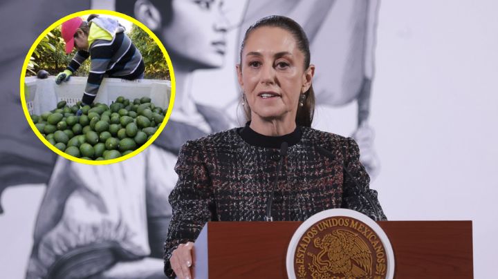 Sheinbaum confirma amenazas a inspectores sanitarios de aguacate
