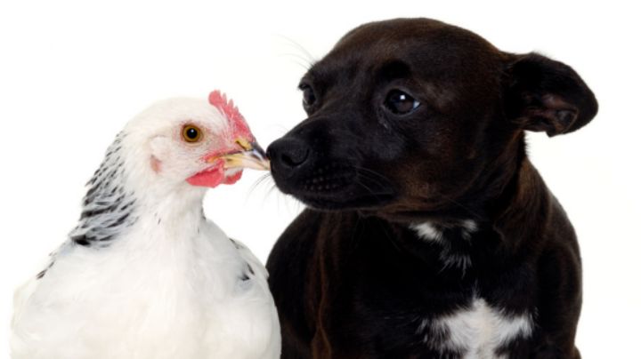 México exige inspección de perros y aves que entren de EU ante casos de gusano barrenador