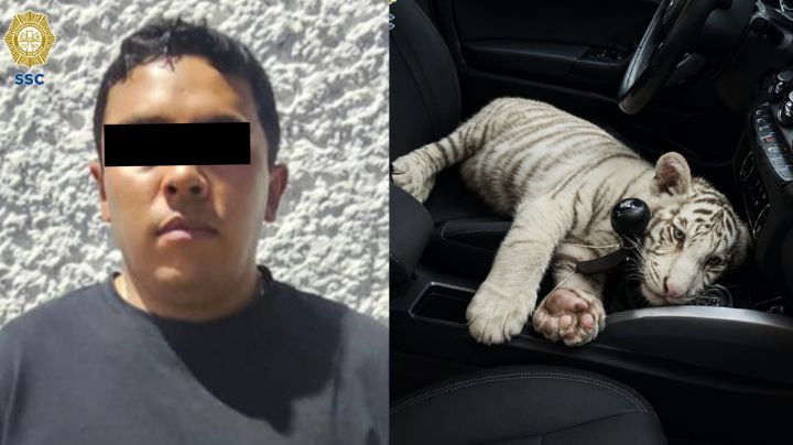 Aseguran a cría de tigre blanco dentro de una camioneta en Iztapalapa