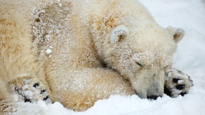 Multan a un hombre en Noruega por despertar a un oso polar en el Ártico
