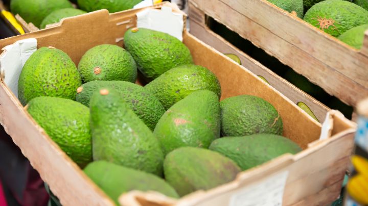 Reanuda EU inspección de aguacates en Michoacán