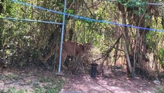 Alertan por presencia de puma en ejido de General Terán