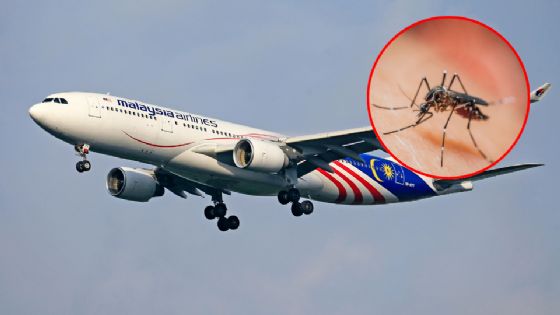 Mosquito infectado en un avión deja 2 muertos y 4 hospitalizados en Alemania